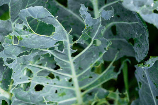Cabbage leaves revealing significant damage from garden pests, numerous holes and eaten edges illustrating the impact of insect infestation on a growing vegetable plant