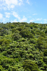 Obraz premium Thick green native bush hillside under a blue sky in the Abel Tasman National Park.