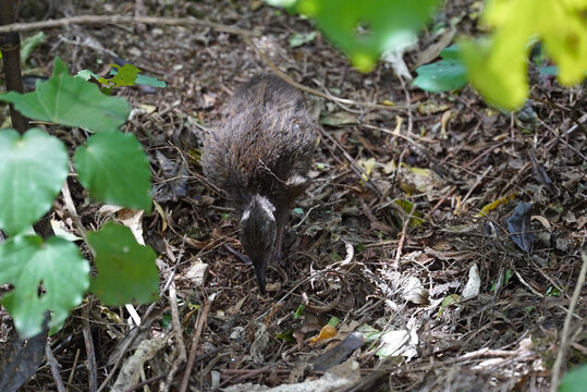 A small baby flightless Weka bird eating in the undergrowth of the New Zealand native forest.