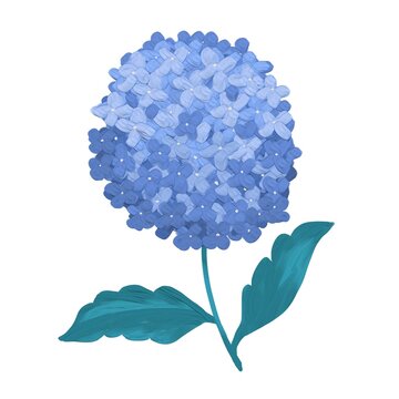 A vibrant blue hydrangea flower isolated on white background 