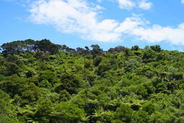 Obraz premium Thick green native bush hillside under a blue sky in the Abel Tasman National Park.