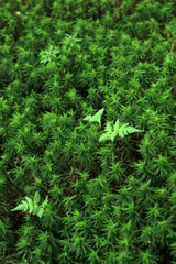 苔の原生林