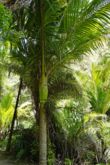 Naklejka premium A Nikau Palm in a native forest in New Zealand.