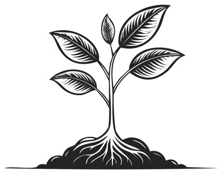 Elegant Black and White Plant Illustration Sprouting from Soil with Detailed Roots