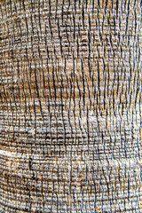 Rough tree bark texture with deep grooves weathered surface and natural brown tones showing age resilience and organic pattern background