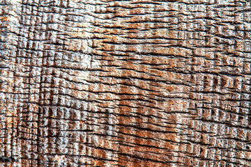Rough tree bark texture with deep grooves weathered surface and natural brown tones showing age resilience and organic pattern background