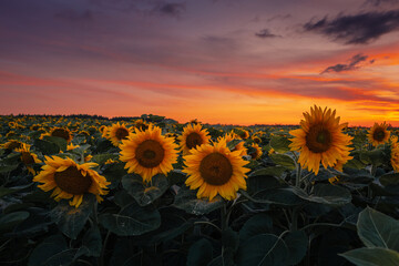 Fototapeta premium Golden sunset over a sunflower field in the Polish countryside. Idyllic rural landscape with warm light and blooming flowers.