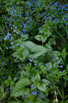 Delicate Blue Flowers Bloom Among Lush Green and Silver Variegated Foliage