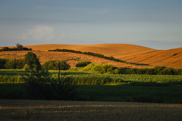 Golden agricultural fields in rural Opolskie. Sunny summer day in the countryside of the Opole region, Poland.