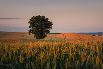 Golden agricultural fields in rural Opolskie. Sunny summer day in the countryside of the Opole region, Poland.