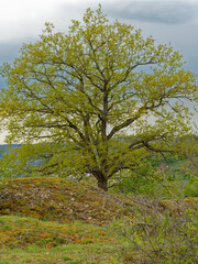 Obraz premium Landschaft im Naturschutzgebiet Klotz bei Retzbach, Landkreis Main-Spessart, Unterfranken, Bayern, Deutschland