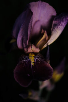 violet iris close up