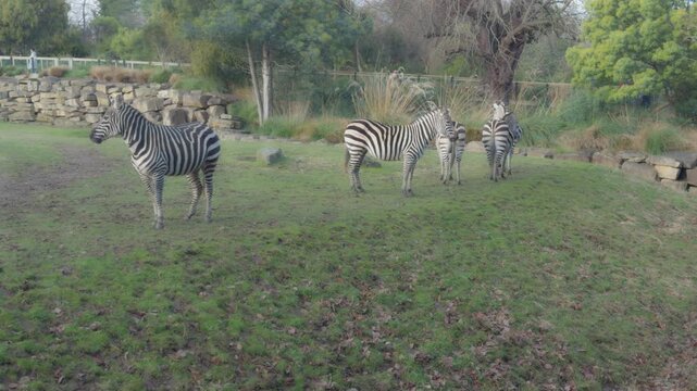 A group of zebras