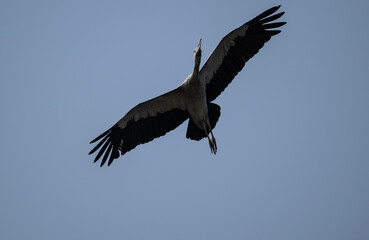 Obraz premium An Indian openbill stork in the wild near a lake in Thailand