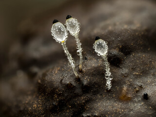 Pillenwerfer, Pilobolus kleinii, Pilobolus