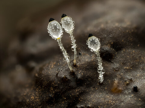 Pillenwerfer, Pilobolus kleinii, Pilobolus