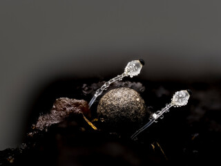 Pillenwerfer, Pilobolus kleinii, Pilobolus