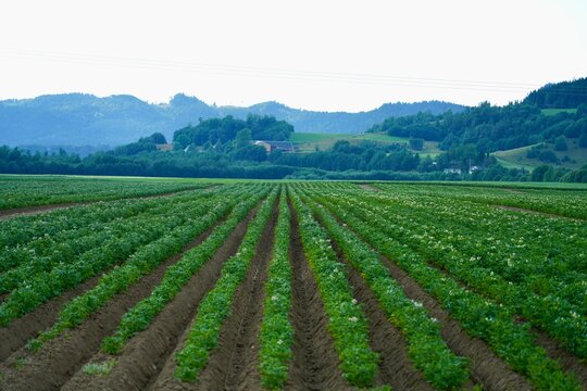 Potatoes planted in neat lines fill a huge field in the rural farmland at Hegra, near Stjoerdal, Norway.