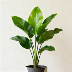 Obraz premium Strelitzia Nicolai Bird of Paradise houseplant in modern pot isolated on transparent background