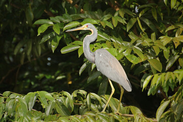 Obraz premium Tricoloured heron (Egretta tricolor) - Tortuguero National Park, Costa Rica
