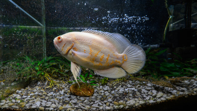 Pearl gourami male, albino form, below the water surface in an aquarium.
