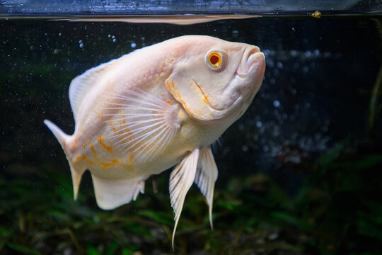 Pearl gourami male, albino form, below the water surface in an aquarium.
