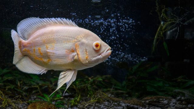 Pearl gourami male, albino form, below the water surface in an aquarium.
