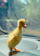 Cute Yellow Duckling Standing Indoors