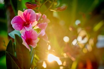 Pink Orchid Flowers Glowing in Golden Sunlight