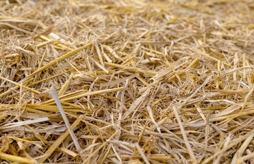 Dry Rice Straw Texture Background