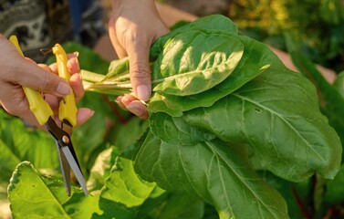 Sustainable Vegetable Harvest With Pruning Shears