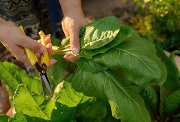 Hand Cutting Fresh Greens in Organic Garden