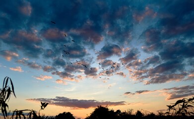 Flock of Birds Flying Across Dramatic Sunset Sky