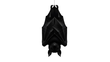 Black bat hanging upside down on a white background