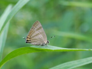 葉に止まるトラフシジミ