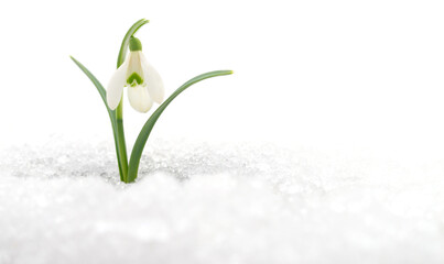 Single snowdrop flower growing from snow isolated on white background