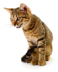 Naklejka premium Young tabby kitten sitting isolated on white background
