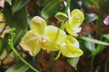 Vibrant yellow phalaenopsis orchids close up