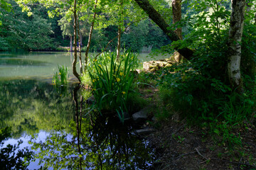 Fototapeta premium Basaltsee am Steinernen Haus bei Ginolfs im NSG „Hohe Rhön