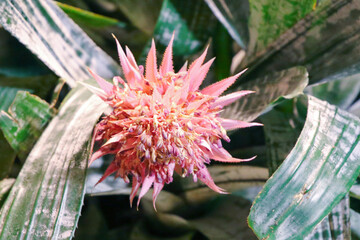 Closeup view of bright pink flower and silver green leaves of aechmea fasciata,silver vase or urn plant