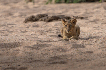 Obraz premium Little lion cub lying in the sand, Kruger National Park. 