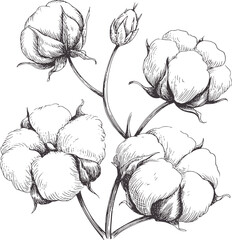 Pen and ink of cotton plant with buds and flowers