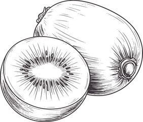 Pencil of a halved kiwi fruit showing texture and seeds