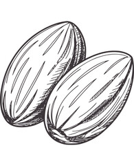 Two hand drawn almonds in black and style nuts handdrawn monochrome