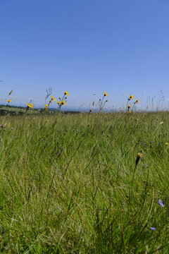Arnika, Arnica montana, Bergwohlverleih, Echte Arnika