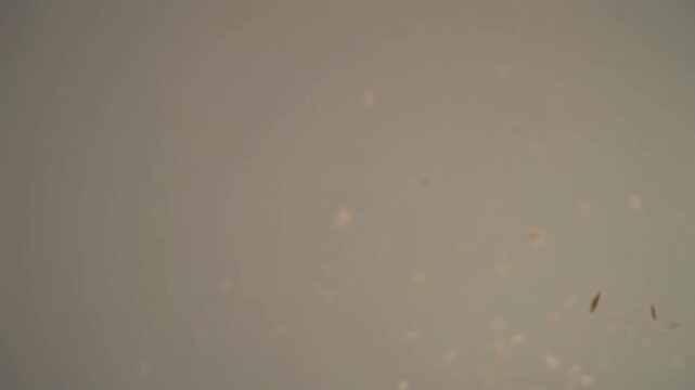 A close-up photograph of numerous small, light-brown, elongated seeds or grains suspended in mid-air against a muted, gradient gray background