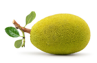 Jackfruit isolated on white background.