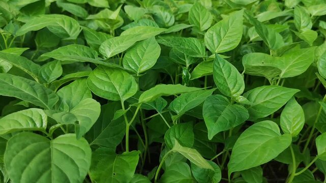 Close up view of young soybean plants with vibrant green leaves in farmland.