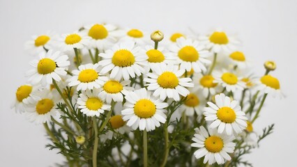 Fototapeta premium Bouquet of white and yellow daisies