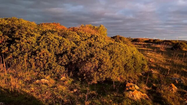 Warm golden hour light filters through coastal trees along a quiet path near Zavial Beach, creating a peaceful contrast between soft sunlight and the Atlantic sky